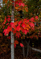 NC Maple